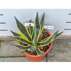 Agáva americká (Agave americana) ´VARIEGATA´ - výška 15-20 cm, ⌀ ružice 20-30 cm, kont. C6L (-6°C)